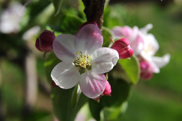 原りんご園の美味しい桃