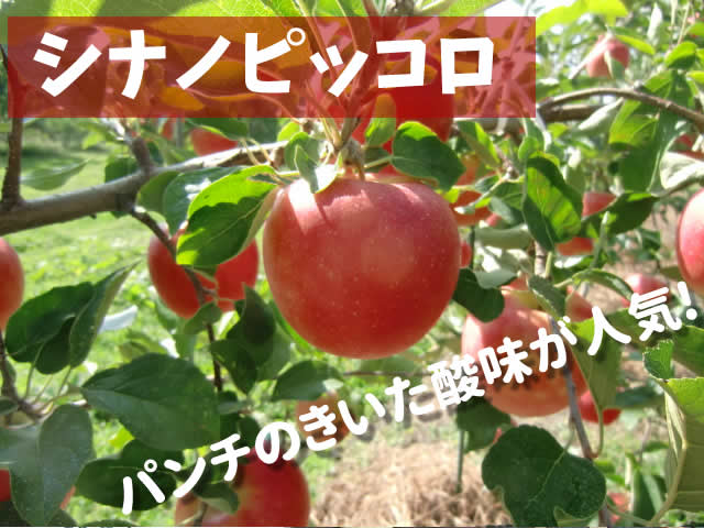 原りんご園のシナノピッコロ