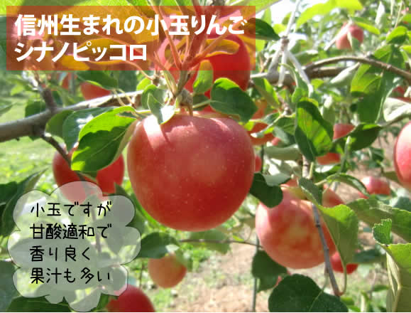 原りんご園のシナノピッコロ